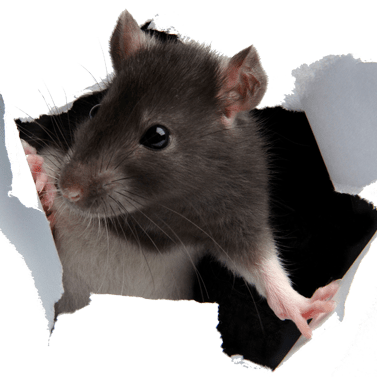 Notenoughupdates Gallery - Abstract Backgrounds - Creative Full HD Collection