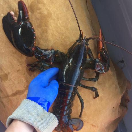 Github Eejji Mentalstressdetection Wesad - Dark Designs - Classic Retina Collection