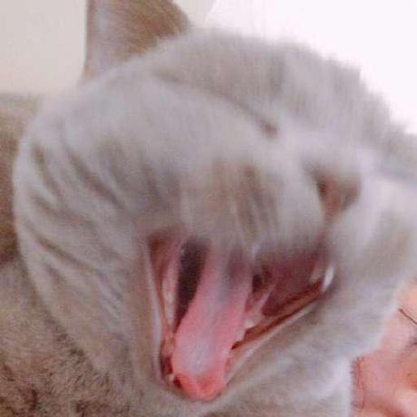 Github Wwzjer Semi Supervised Irr Semi Supervised Transfer Learning - Colorful Image Collection - HD Quality