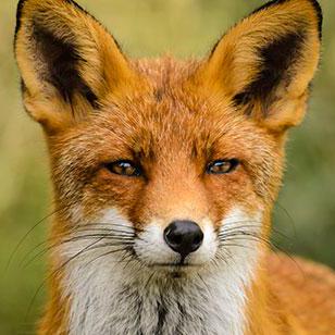 Poker Chip Simulator Devpost - City Illustration Collection - Desktop Quality