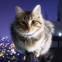 Github Gamesbrainiac Markserv Markserv Lets You Edit Markdown - Desktop Gradient Images for Desktop