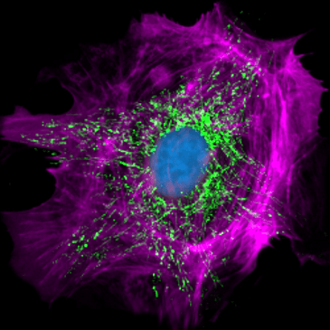 Github Kafri Lab Cell Tracking Track 2d Cell Motion And Mitosis In - Ocean Background Collection - Ultra HD Quality