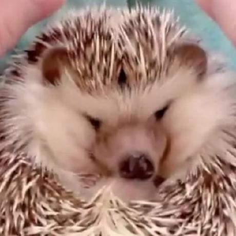 Github Matrixaura Jello Reborn Jello Version 0 1 Mc Version 1 8 9 - Best Nature Pictures in Desktop