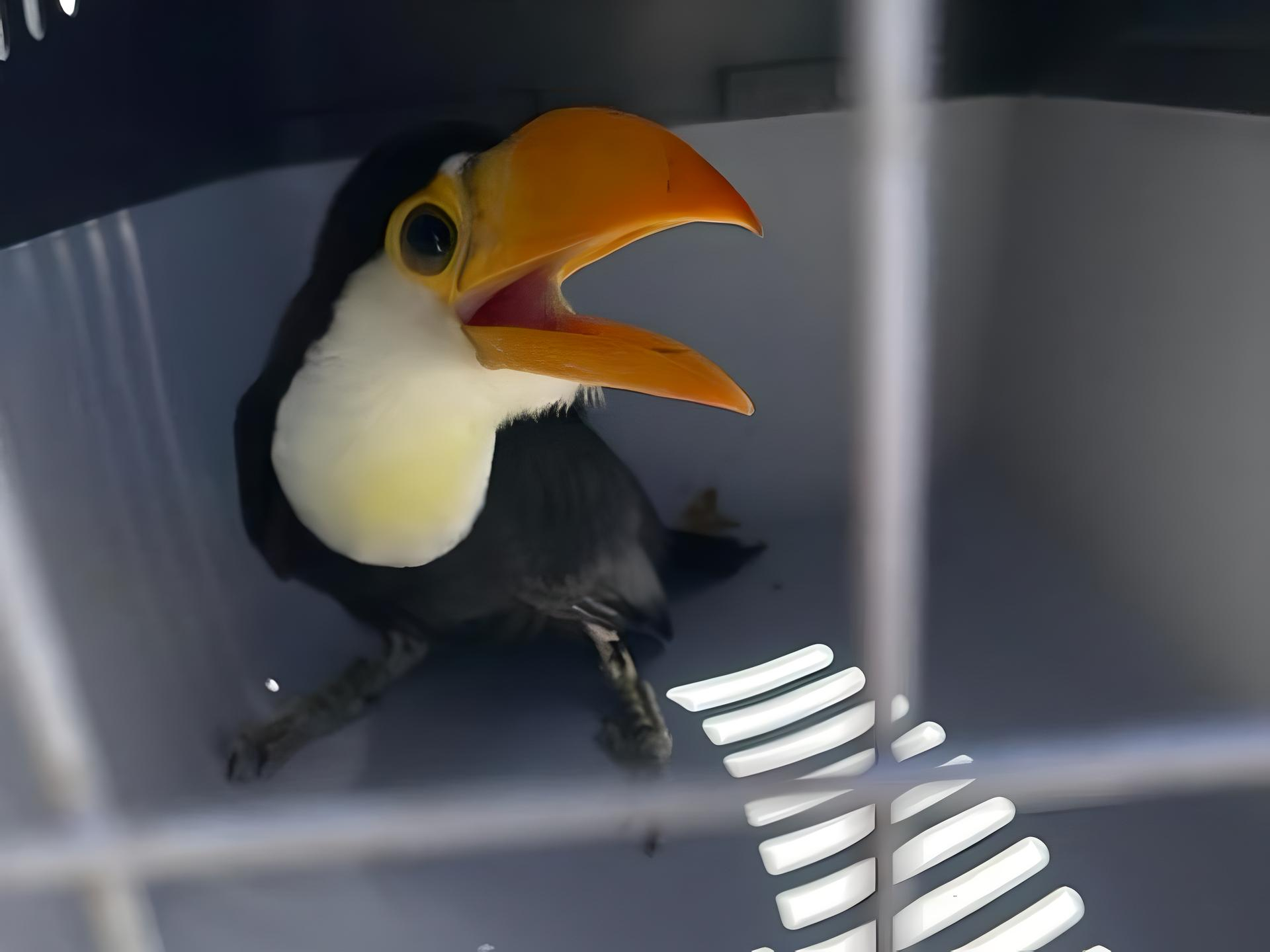 tucan