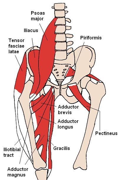 The hip flexors consist of a large number of small muscles. Usually it is weakness in the two most important of these, the psoas major and the iliacus muscle (the inner hip muscles) that cause problems for cyclists. Drawing done by Beth ohara