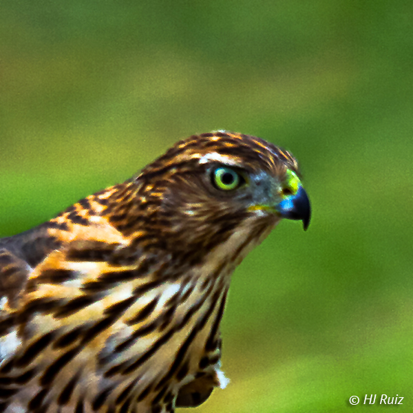 Cooper's Hawk