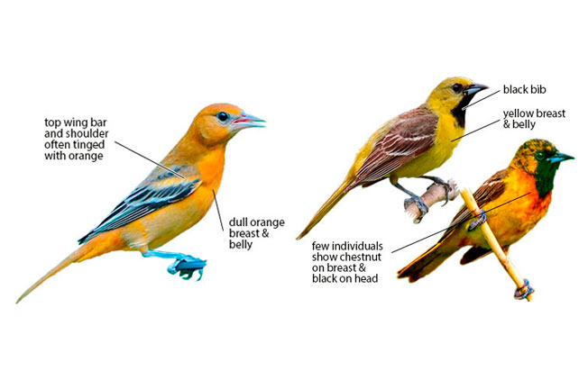 Swift direct flight on rapid wing beats. Differences Between Baltimore And Orchard Orioles An Identification Primer Avian Report