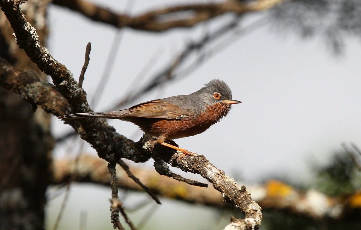 Tristram's warbler
