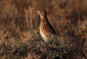 Dupont's lark