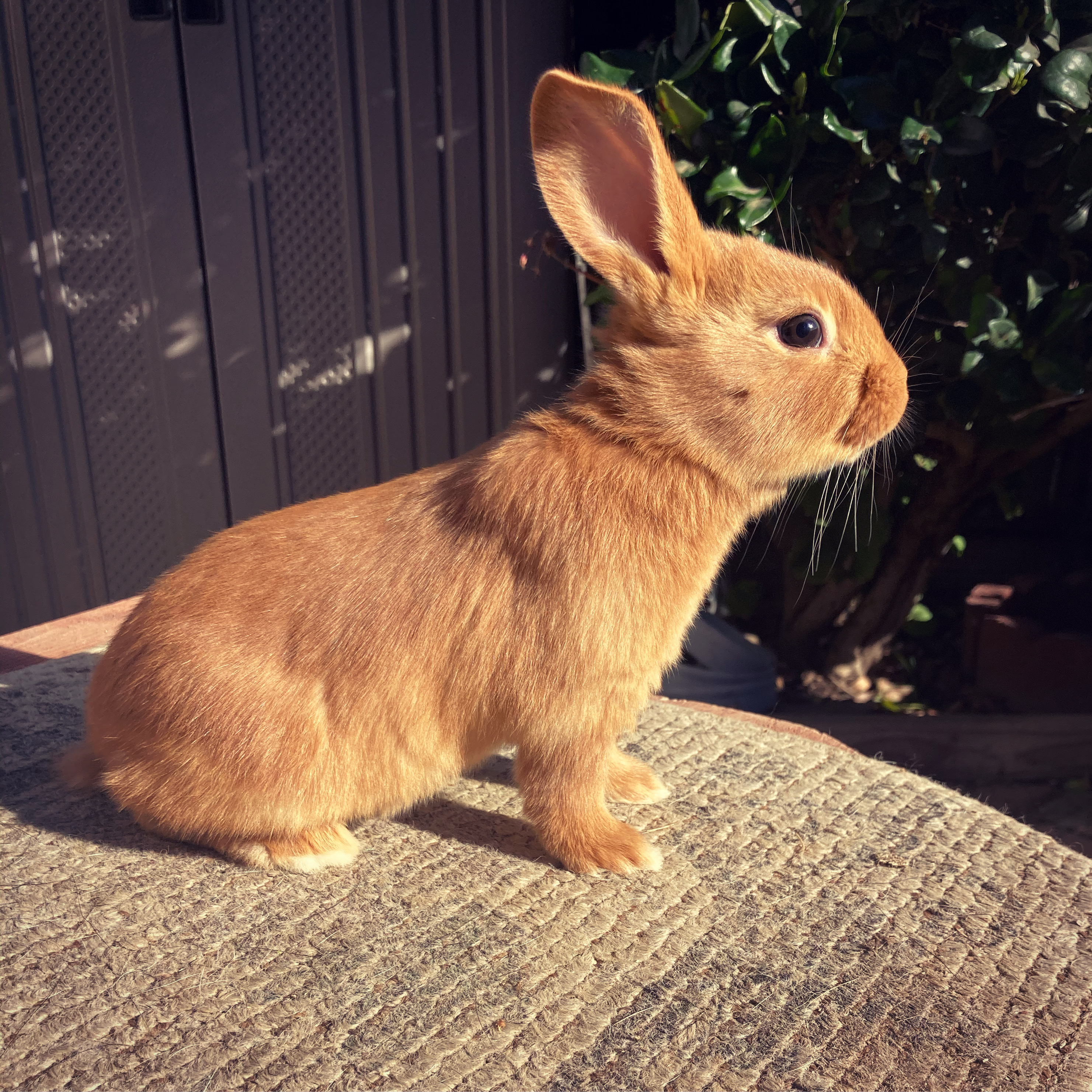 New Zealand Rabbits Standard Of Perfection Aviary Birds And Co