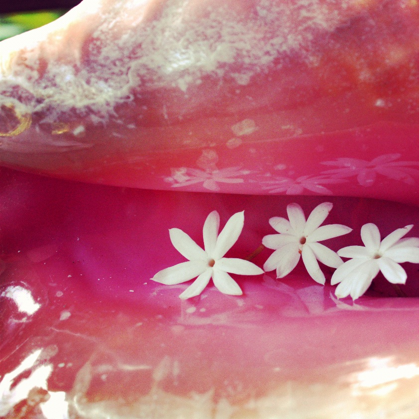 Blooming conch