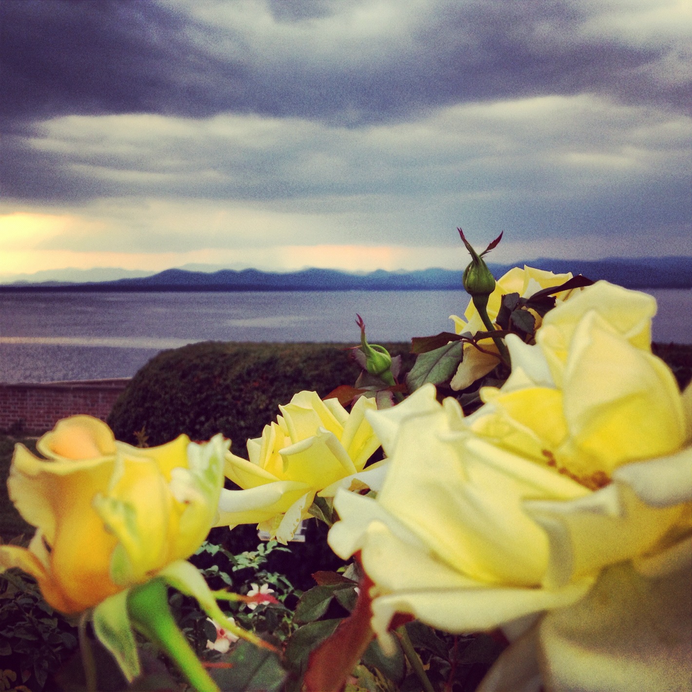 Rose garden at Shelburne Farms
