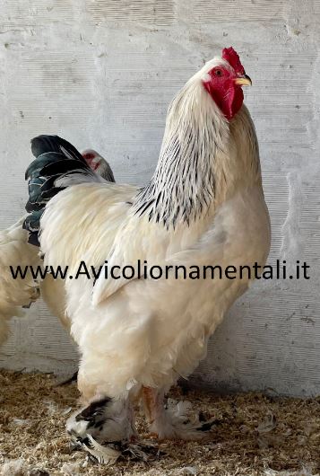 Uova feconde fertili di livornese bianca pura in vendita in