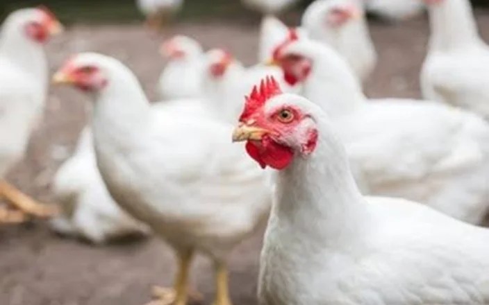 The broiler business in india: a tale of integration, trade, and tradition