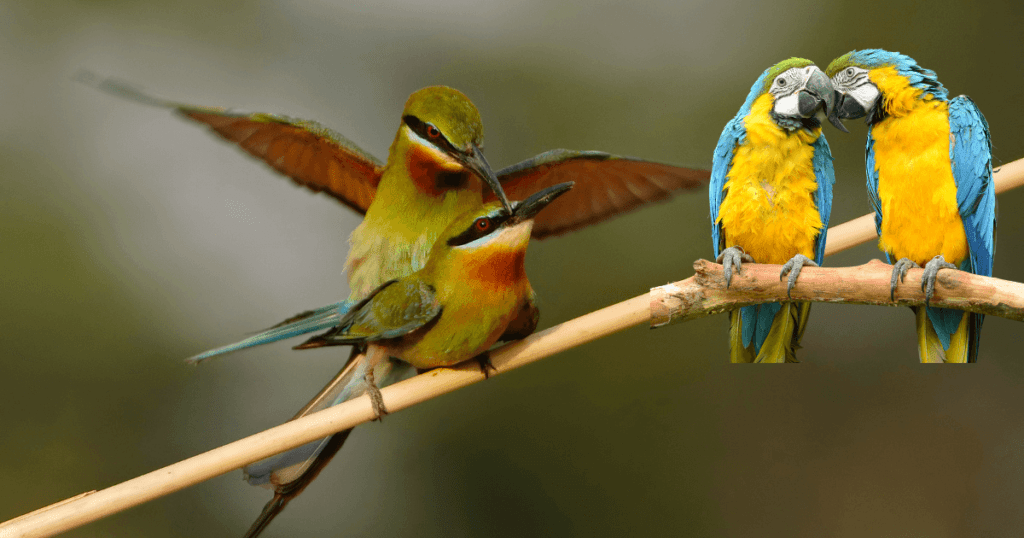 Avian reproductive health