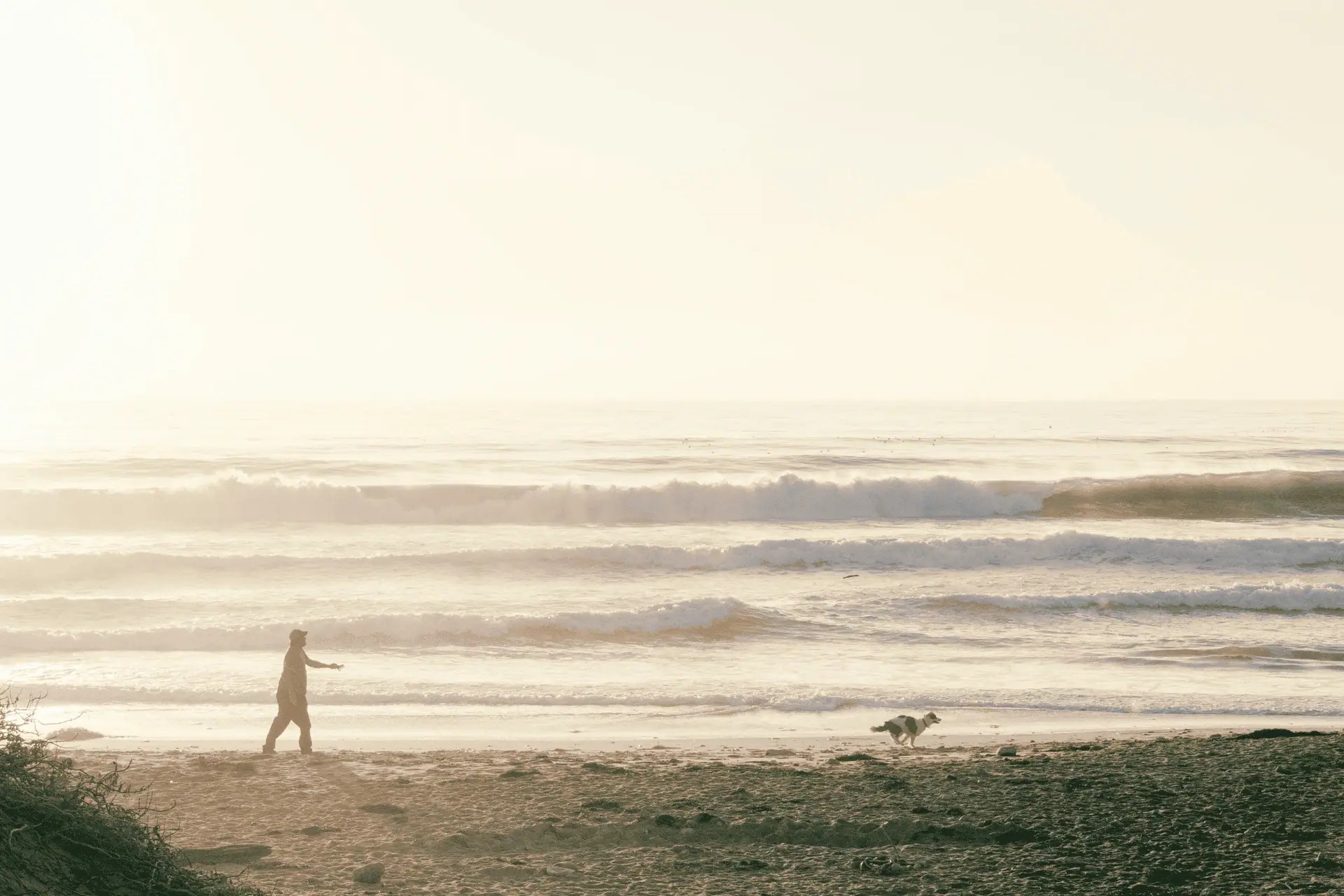 Dog friendly beaches in California