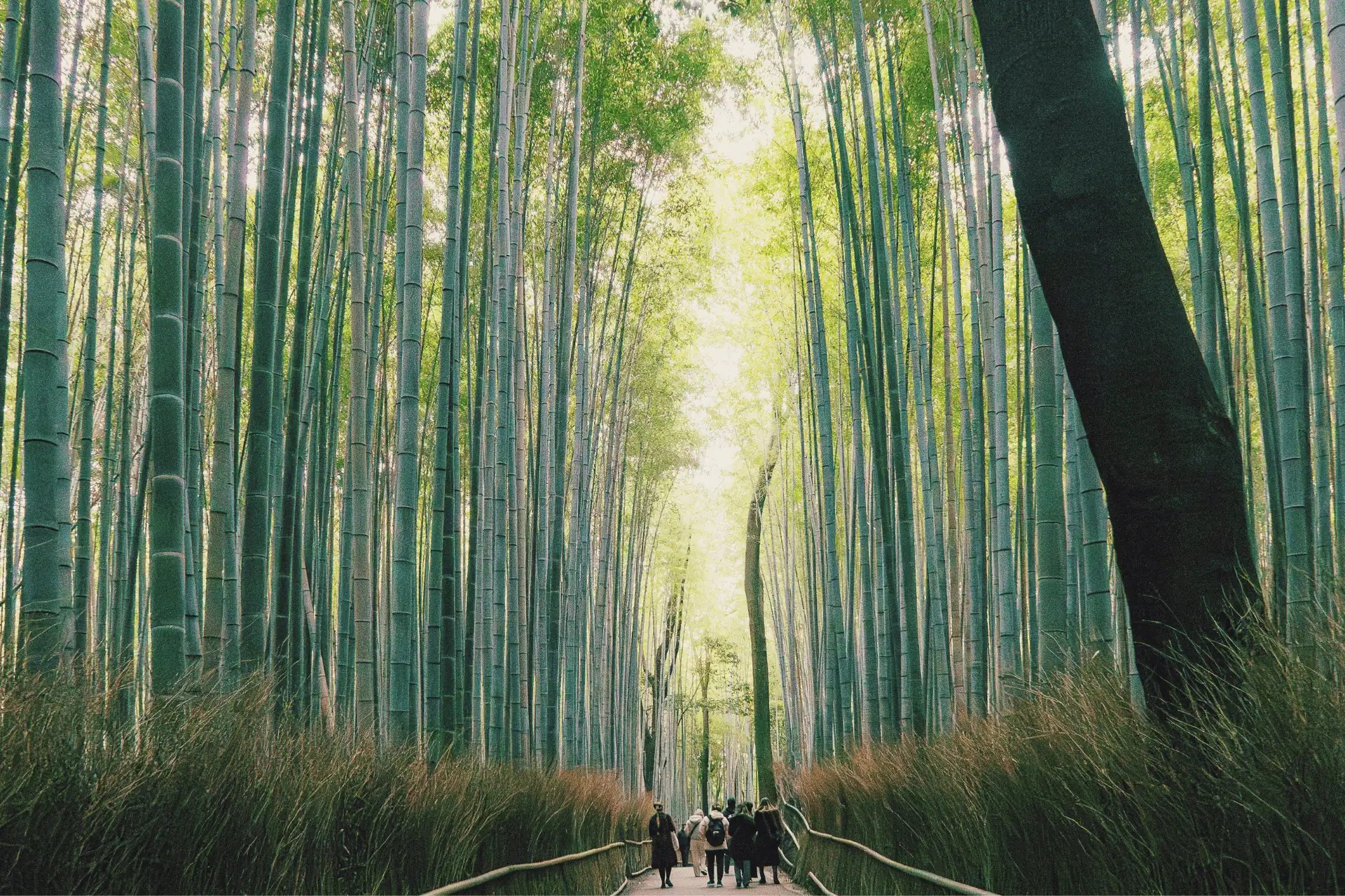 Arashiyama Bamboo Grove