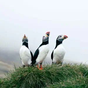 3 puffins in iceland on grass