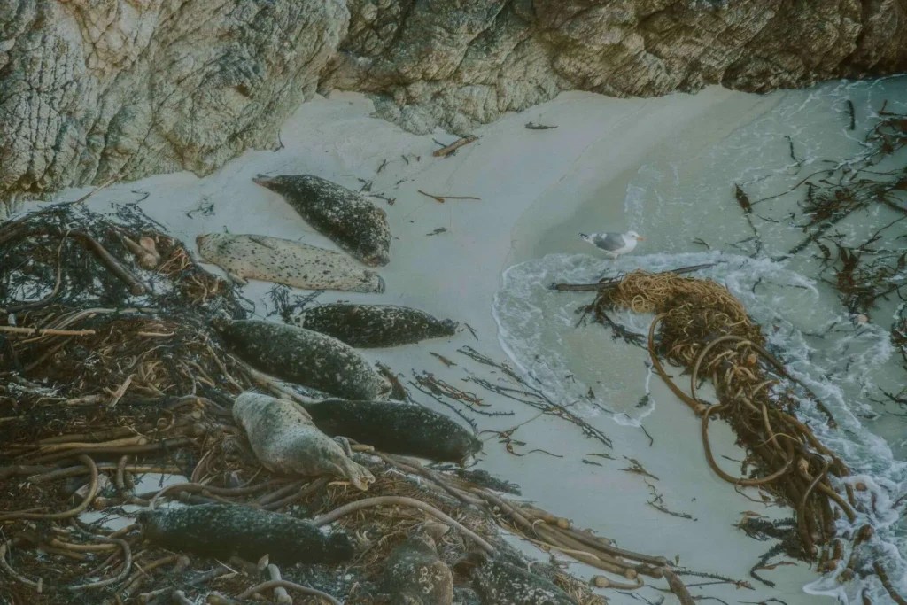 harbor seals in china cove