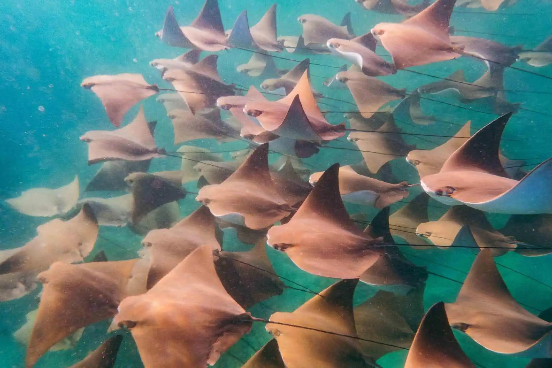 school of golden rays in isabela island
