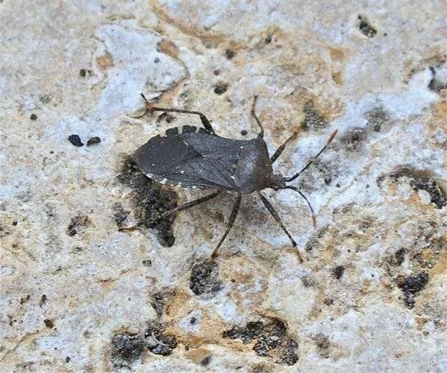 Famous Squash Bugs In Garden References