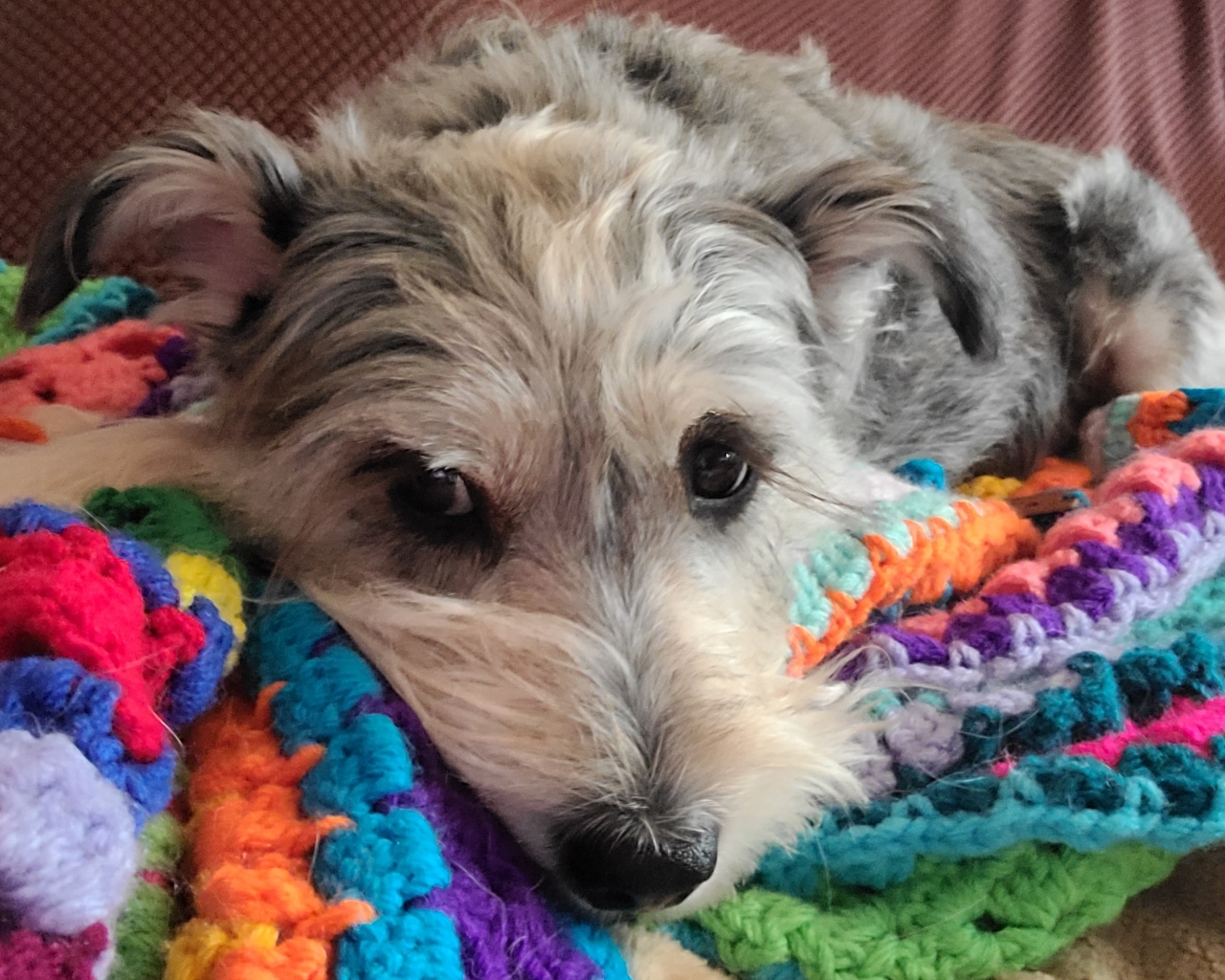 Atticus, a beloved gray and white dog, resting on a colorful crocheted blanket