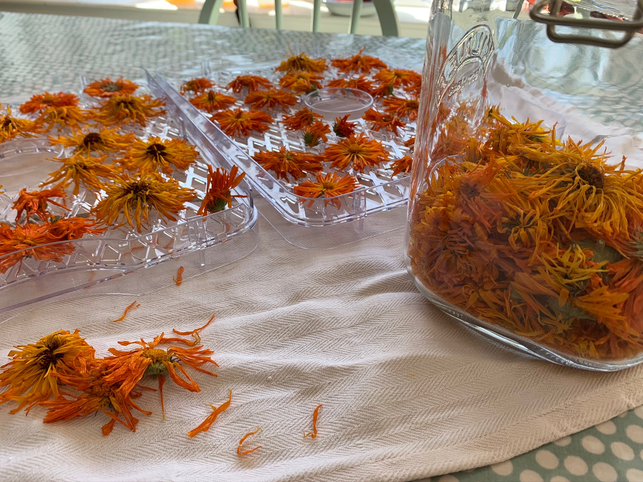 The Calendula Project