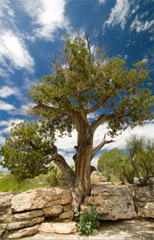 The Cottonwoods Of Northern New Mexico Are The Most Beautiful Trees On The Planet Travel New Mexico Yellow Tree New Mexico Homes