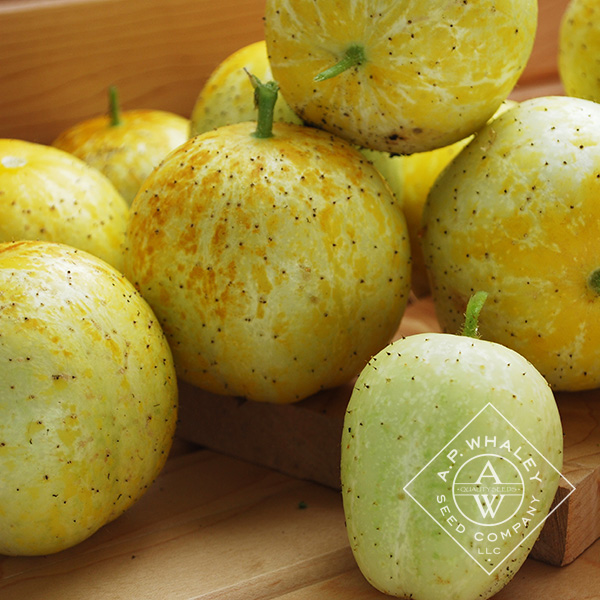 Lemon Cucumber | A.P. WHALEY, LLC