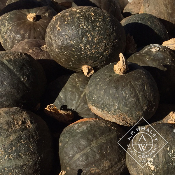 Kabocha | A.P. WHALEY, LLC