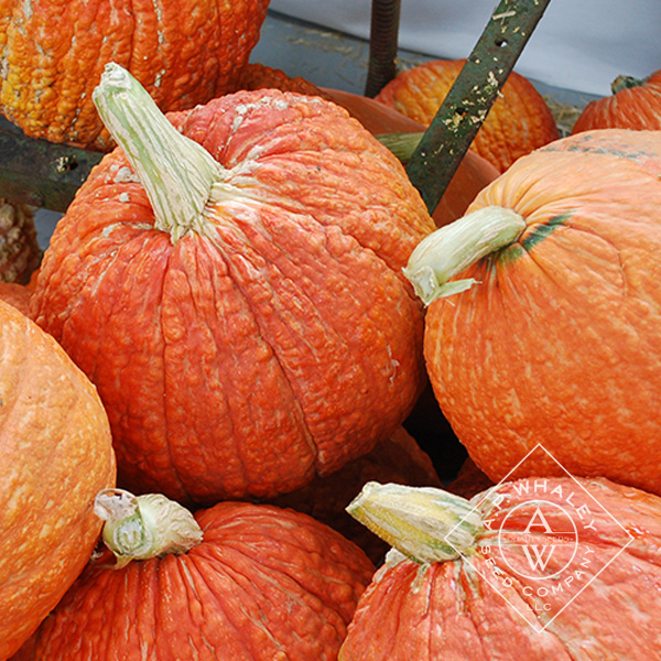 Red Warty (aka Victor) | A.P. WHALEY, LLC
