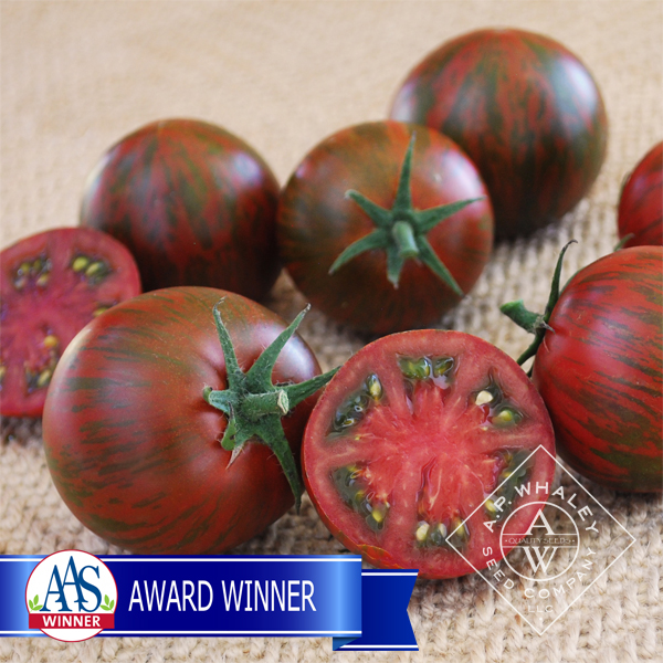 Cream of the Crop – Purple Zebra F1 | A.P. WHALEY, LLC