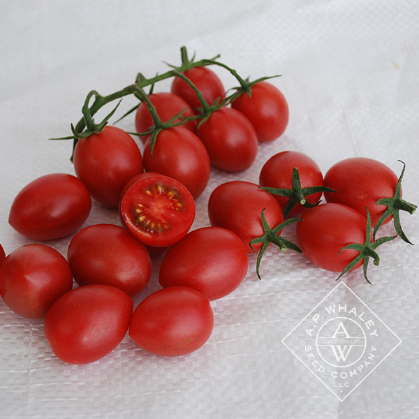 Cream of the Crop – Raspberry Drop F1 | A.P. WHALEY, LLC