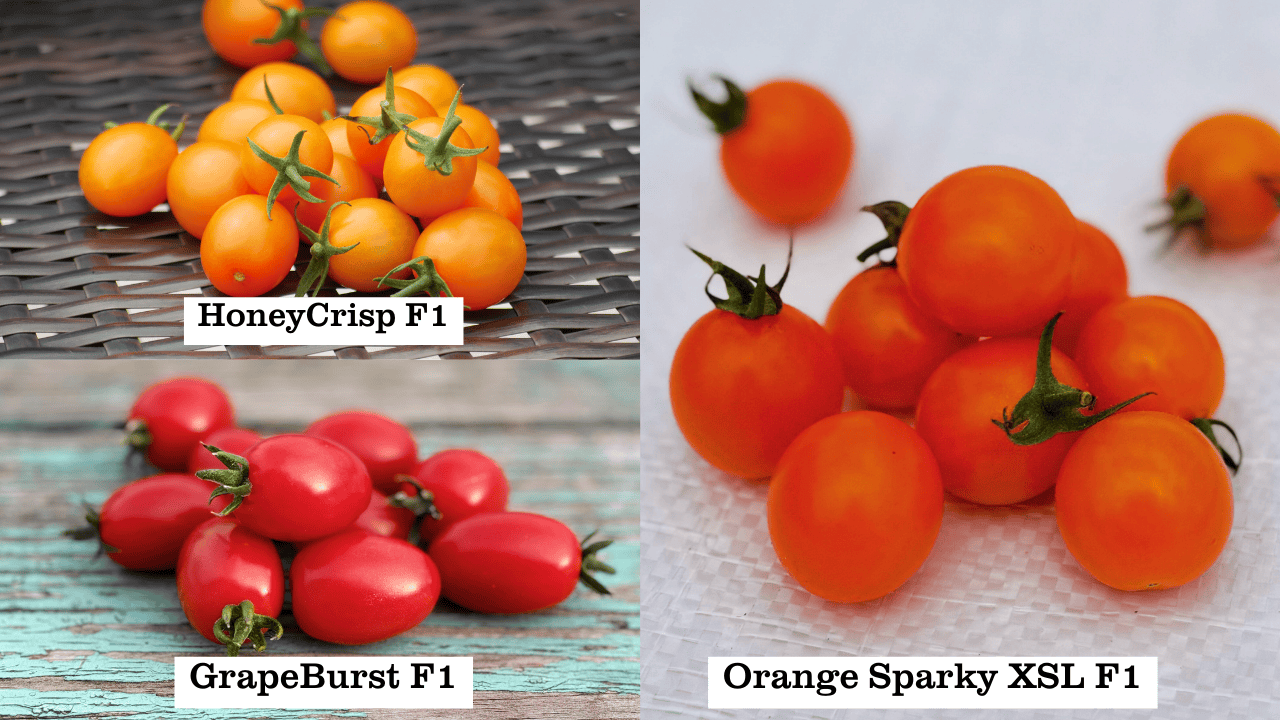 GrapeBurst F1