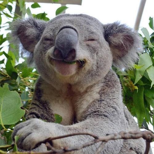 happy koala