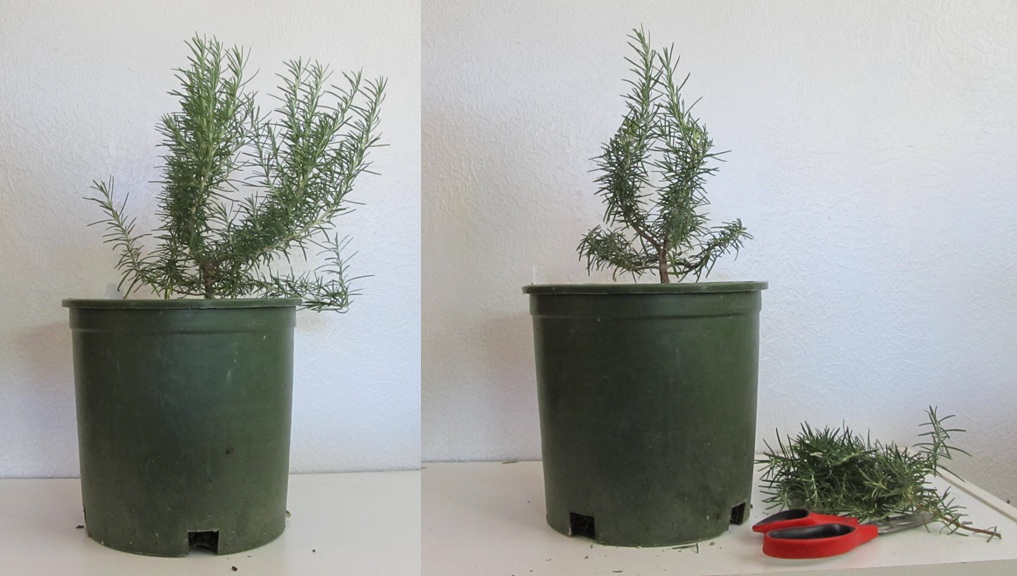Live Rosemary Tree Topiary 6 1 2 Pot Hirt S Gardens