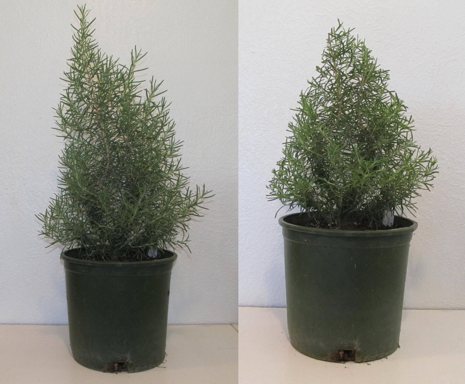 Cooper Cohomewares 79cm Potted Faux Rosemary Tree Reviews Temple Webster