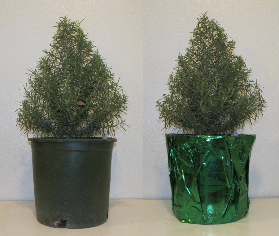 Tabletop Rosemary Tree Gift Free Shipping Easy To Grow Bulbs