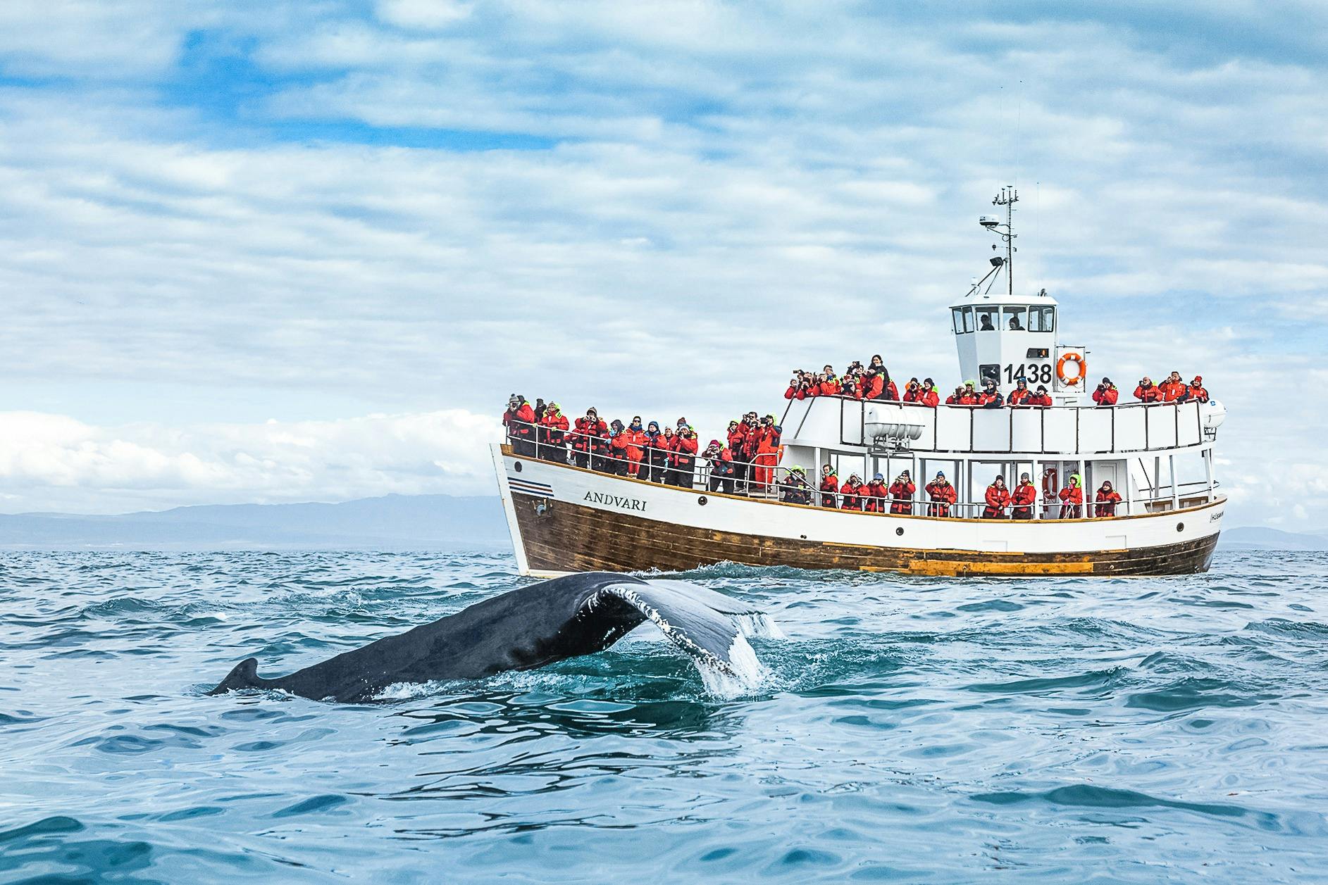 Husavík: Silent Whale Watching Tour + Snack