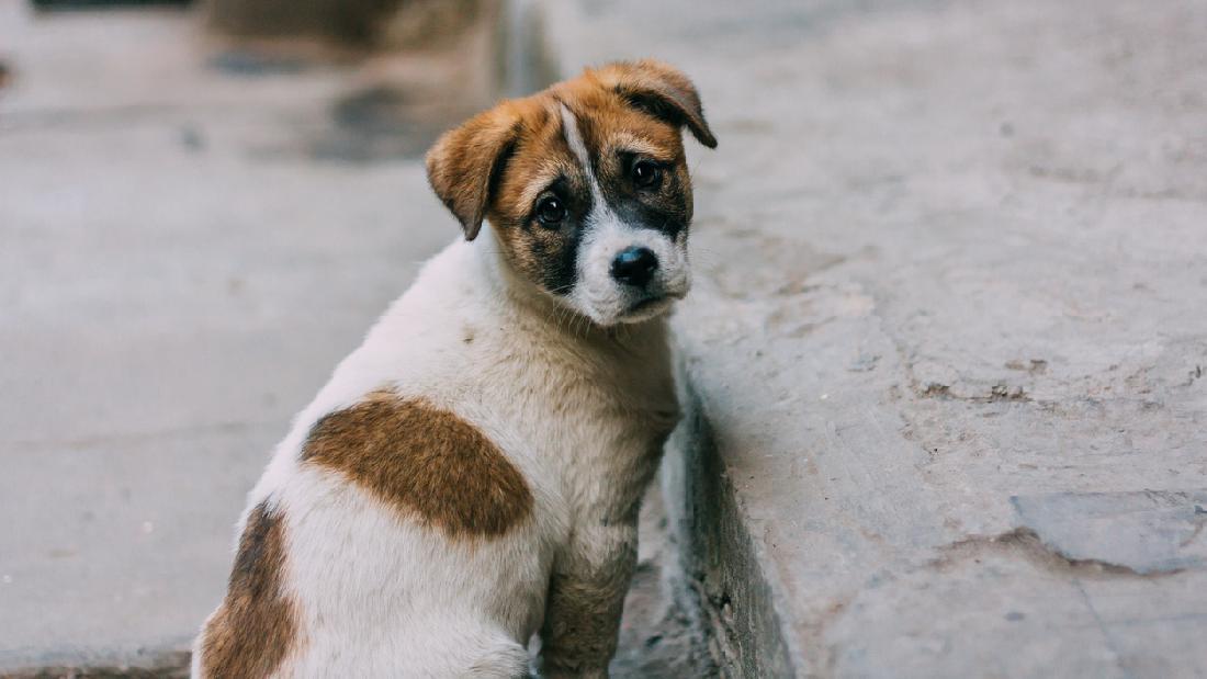 Pemkab Belitung Perketat Populasi Anjing Liar di Jalanan dan Bandara