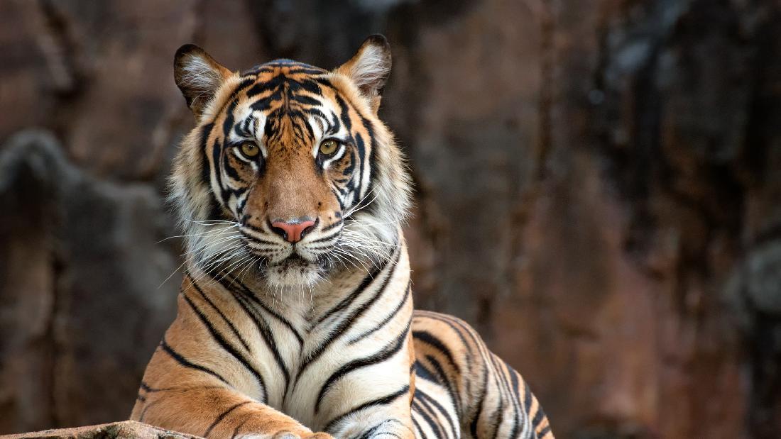 Aneh tapi Nyata! Kebun Binatang Ini Jual Urin Harimau Rp 112 Ribu buat Obat