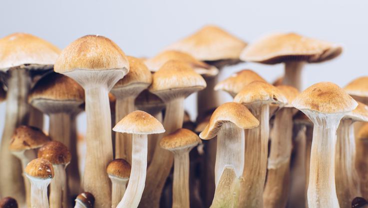 Ilmuwan Teliti Efek Magic Mushroom ke Otak, Hasilnya…