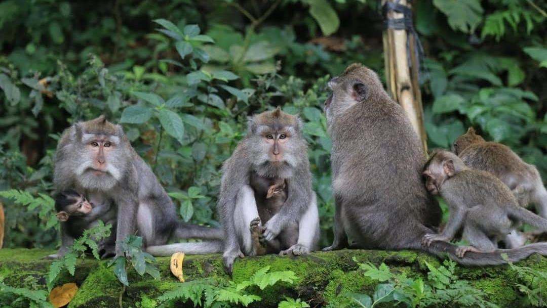 Anak Turis Digigit Monyet di Ubud, Ibunya Bayar Suntikan Rabies Rp 69 Juta