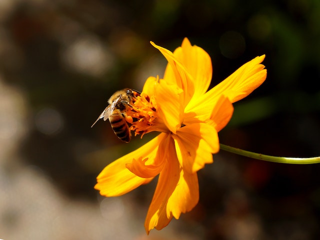 The image features a close-up photograph of a person holding a delicate, blooming flower in their hands. The flower is beautifully vibrant, with petals of various colors. The person's hands cradle the flower gently, showcasing its fragile nature and the care taken to appreciate its beauty.