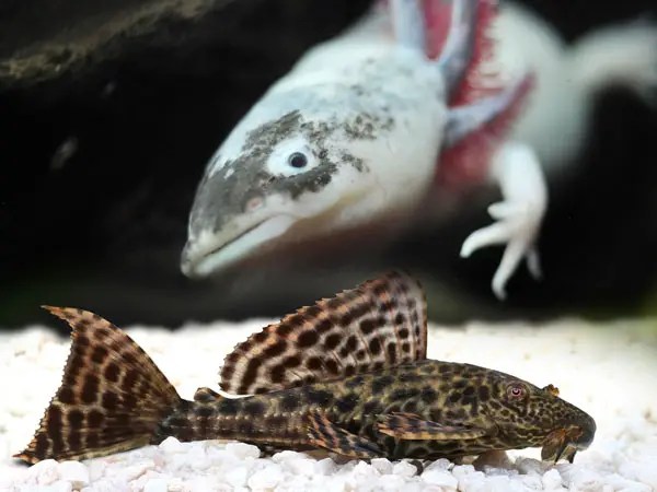 Looking To Add To Your Freshwater Aquarium Arizona Aquatic Gardens Has You Covered Visit Us Today To Learn More Ab Aquarium Fish Aquatic Garden Fish Breeding Algae eaters and catfish will also prey on fish and other tank mates sucking on gills and tails and causing stress damage or death. Looking To Add To Your Freshwater Aquarium Arizona Aquatic Gardens Has You Covered Visit Us Today To Learn More Ab Aquarium Fish Aquatic Garden Fish Breeding The only fish that can be safely housed with axolotls are small fish intended on being eaten.
