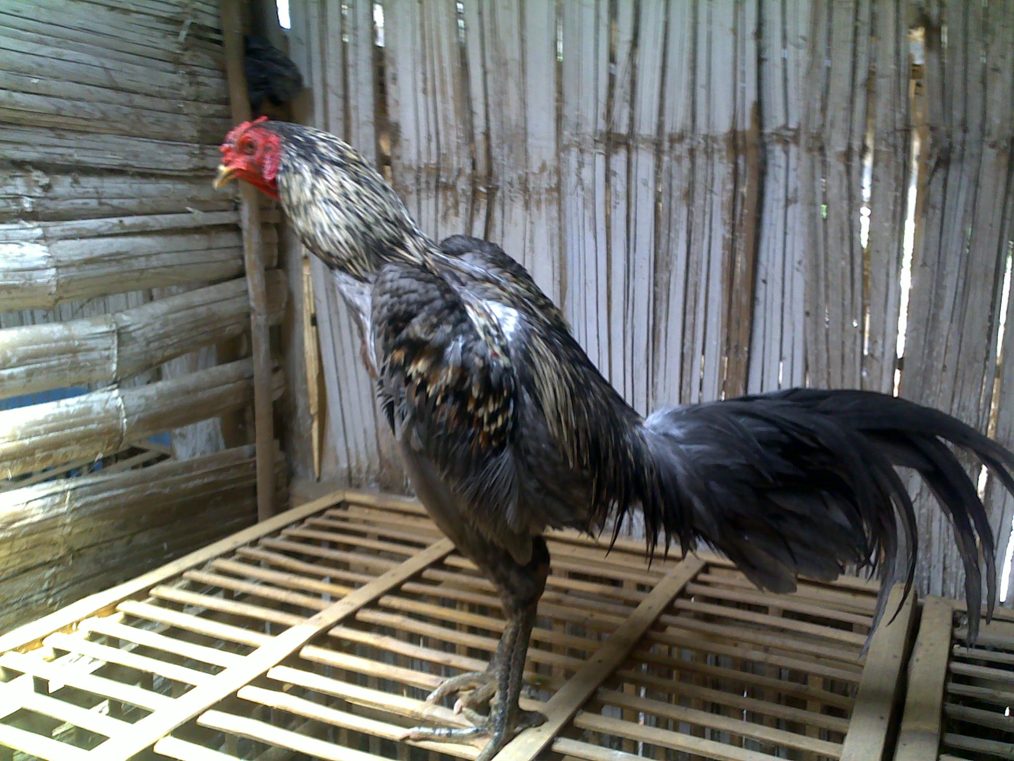 Download Gratis Gambar Anakan Ayam Mangon Umur 3 Bulan Jual Ayam Aduan 2020 Terupdate by Lampung Hits
