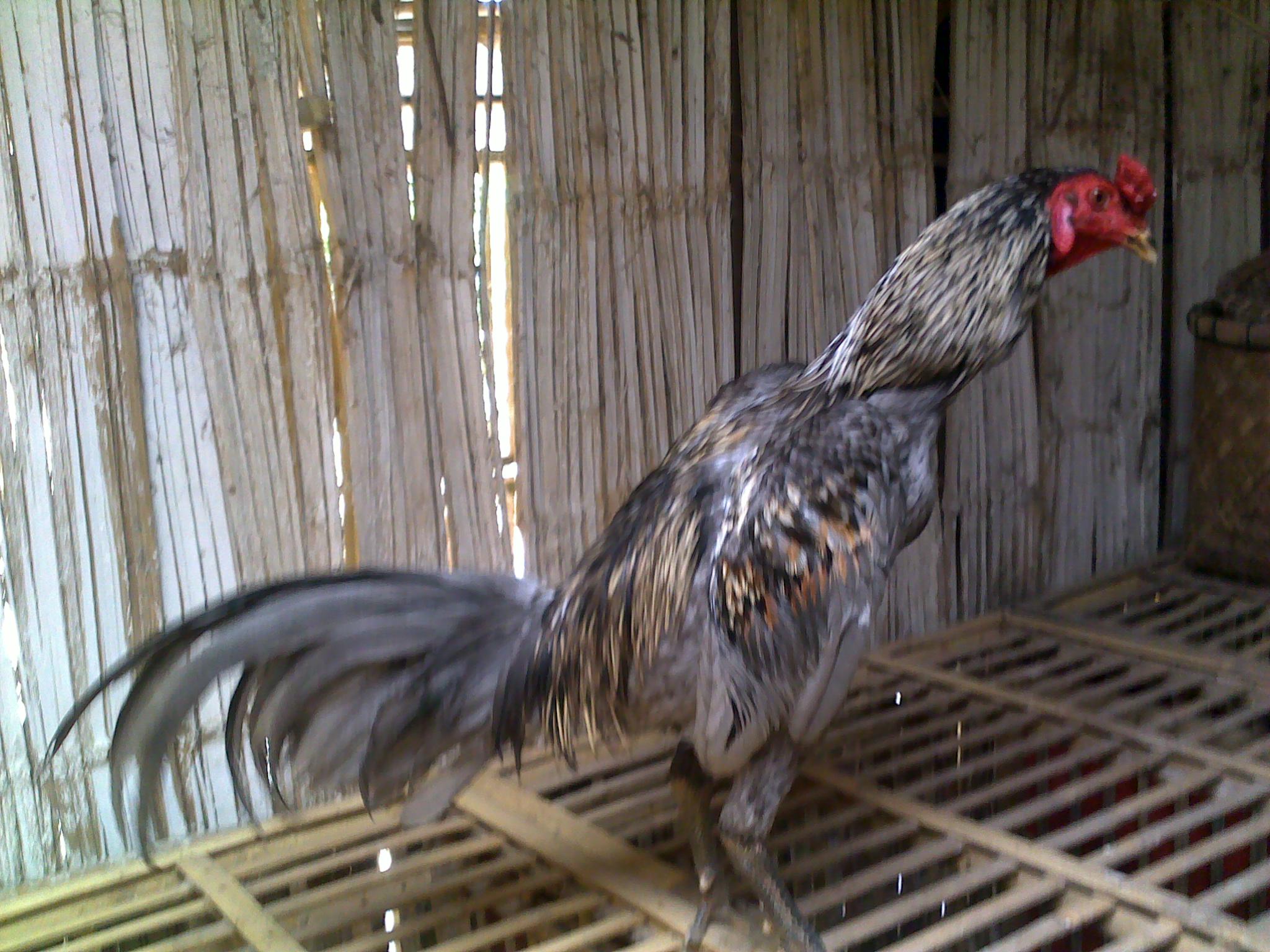 Unduh Gratis Gambar Ciri Khas Dan Pukulan Mematikan Dari Ayam Bangkok Blorok Madu Terkeren oleh Lampunghits.com