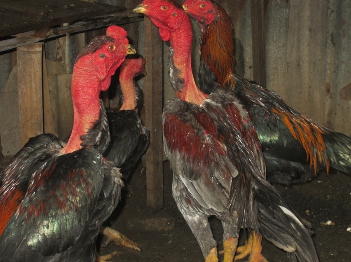 Free Gambar Ayam Pama Terkeren by www.lampunghits.com