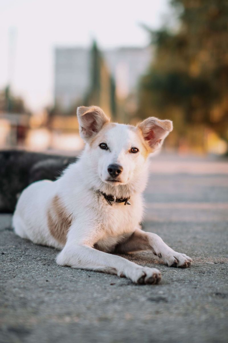 Temitope Rgb Adewusi Temitope Github - Best Nature Photos in 8K