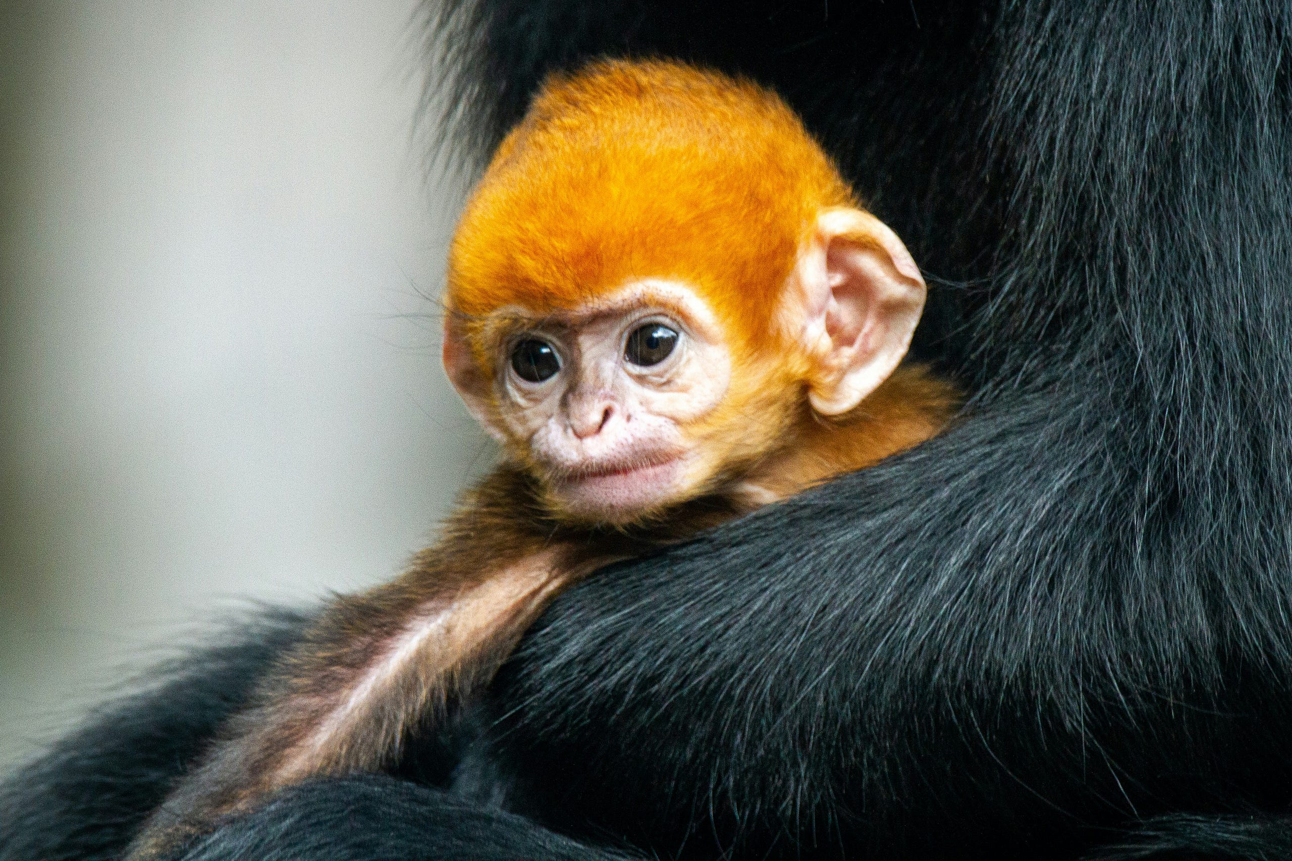 Rise of Homo Sapiens